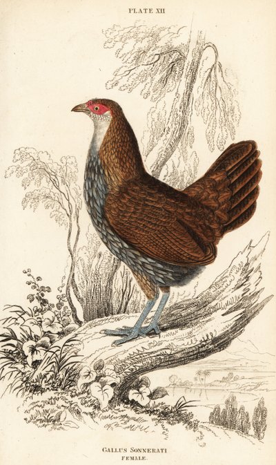 Female Grey Junglefowl, Gallus sonneratii by William Home Lizars
