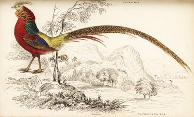 Golden pheasant or Chinese pheasant, Chrysolophus pictus by William Home Lizars