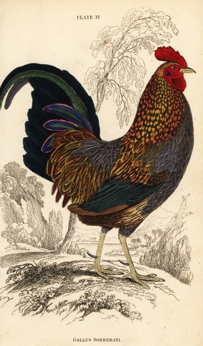 Grey junglefowl or Sonnerat