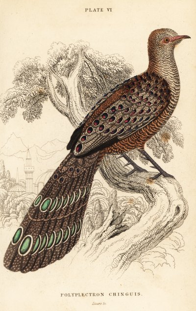 Grey peacock-pheasant or Burmese peacock-pheasant, Polyplectron bicalcaratum by William Home Lizars
