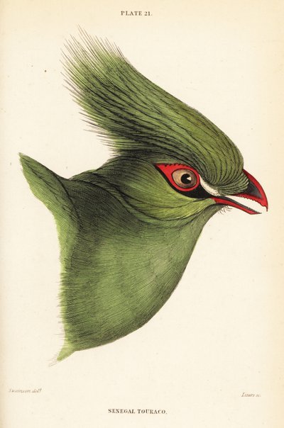 Head of the Guinea turaco, Tauraco persa buffoni by William Home Lizars