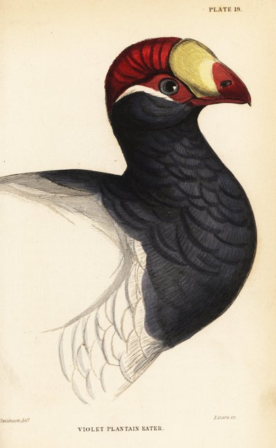 Head of the violet turaco by William Home Lizars