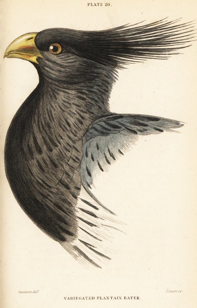 Head of the Western Plantain-eater, Crinifer piscator by William Home Lizars