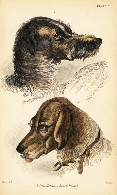 Heads of a stag hound and blood hound by William Home Lizars