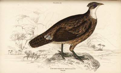 Himalayan monal, female by William Home Lizars