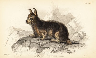 Isle of Skye terrier by William Home Lizars