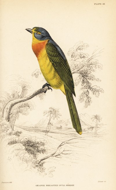 Orange-breasted bushshrike or sulphur-breasted bushshrike by William Home Lizars
