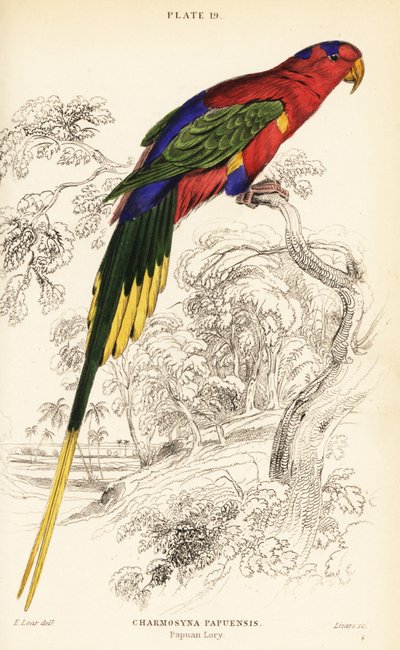 Papuan lorikeet, Stella