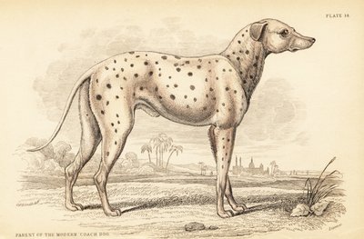 Parent of the modern coach dog, Canis lupus familiaris by William Home Lizars