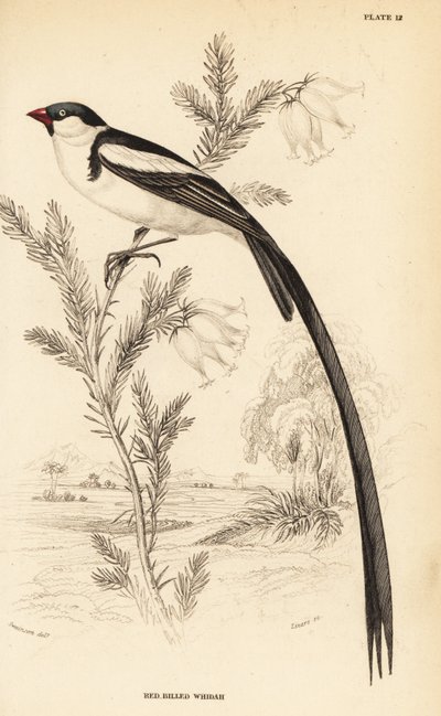 Pin-tailed Whydah, Vidua macroura by William Home Lizars