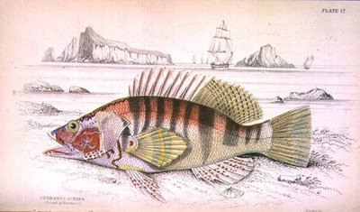 Serbanus Scriba (Island of Baziluzzo), engraved by the artist from 