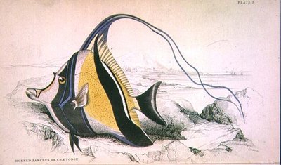 Plate 9 Horned Zanchus or Chaetodon engraved by the artist from 