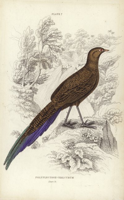 Polyplectron Chalcurum by William Home Lizars