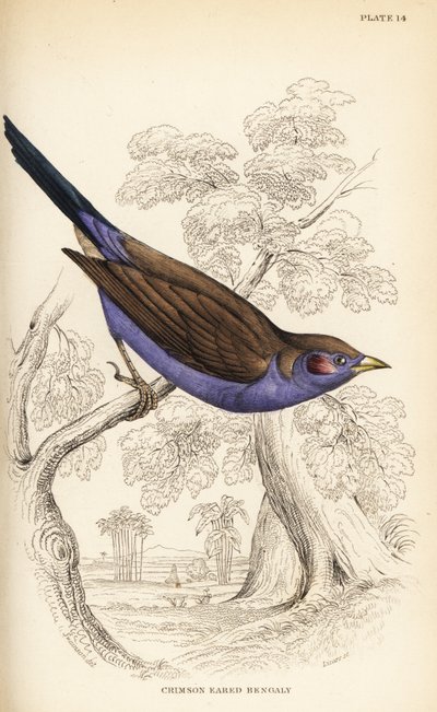 Red-cheeked cordon-bleu by William Home Lizars