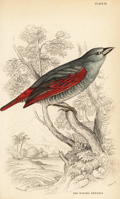 Red-winged pytilia by William Home Lizars