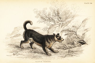 Scottish Terrier, Canis lupus familiaris by William Home Lizars