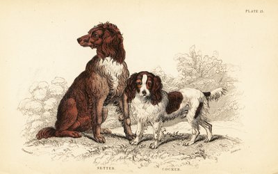 Setter and Cocker Spaniel, Canis lupus familiaris by William Home Lizars