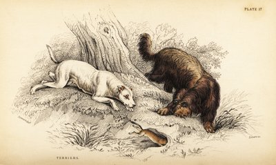 Smooth-coated terrier and Scottish or wire-haired terrier by William Home Lizars