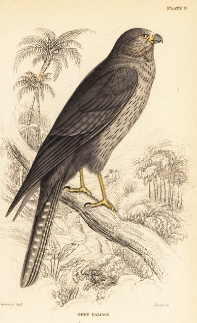 Sooty Falcon, Falco concolor by William Home Lizars