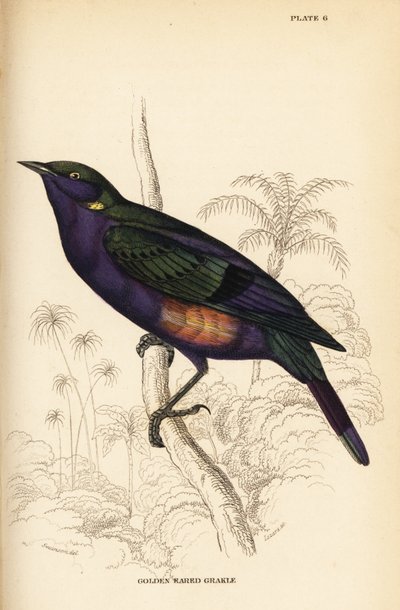 Splendid glossy starling (Senegal) by William Home Lizars