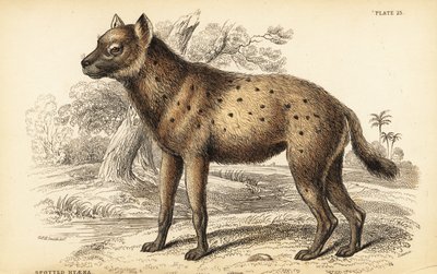Spotted hyena or laughing hyena by William Home Lizars