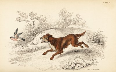 Springer or English springer spaniel, Canis lupus familiaris by William Home Lizars