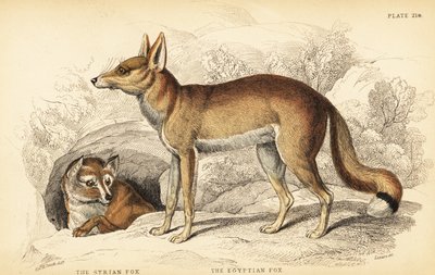 Syrian fox or Taaleb and Egyptian fox or Sabora by William Home Lizars
