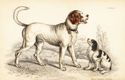 The Alpine or Great St Bernard dog and King Charles spaniel by William Home Lizars