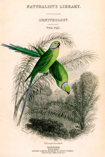 The Naturalist