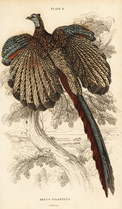 The Great Argus, Argusianus argus by William Home Lizars