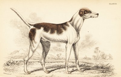 The oriental hound by William Home Lizars