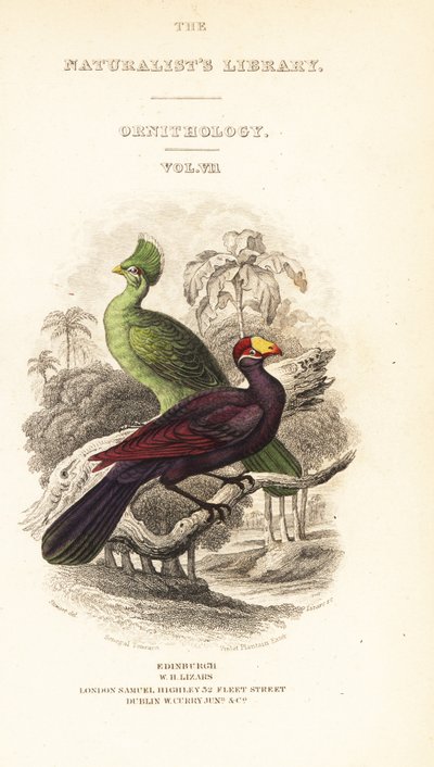 Titlepage with vignette of Guinea turaco, Tauraco persa buffoni, and violet turaco, Musophaga violacea by William Home Lizars