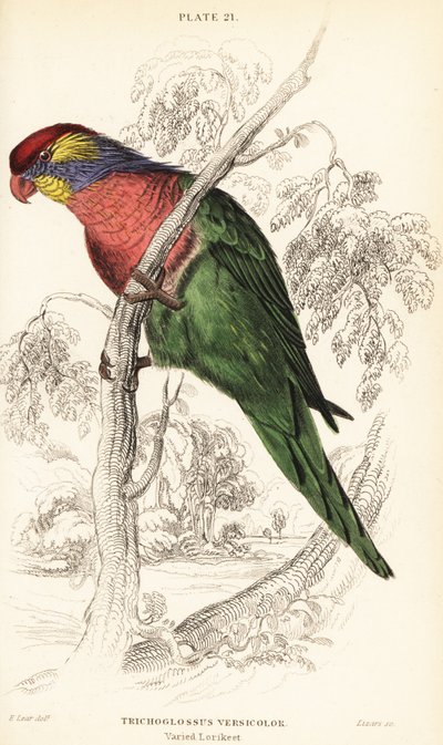 Varied lorikeet, Psitteuteles versicolor by William Home Lizars