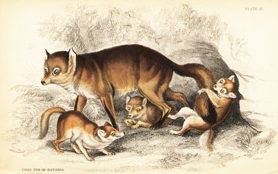 Variety of Red Fox, Vulpes vulpes, with Cubs by William Home Lizars