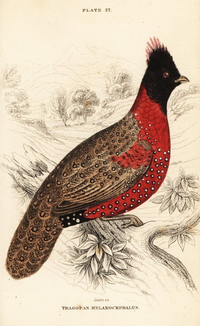 Western tragopan or western horned tragopan by William Home Lizars