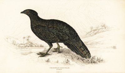 Western tragopan or western horned tragopan, female by William Home Lizars