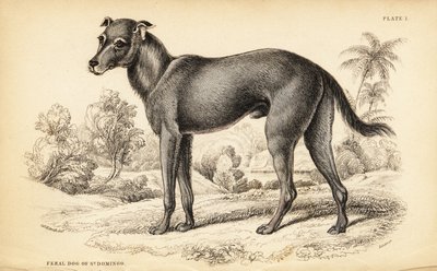 Wild dog found in the Dominican Republic and Haiti, Canis lupus familiaris by William Home Lizars