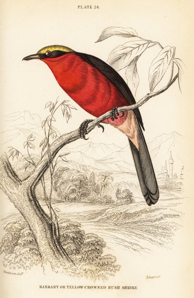 Yellow-crowned gonolek or common gonolek by William Home Lizars