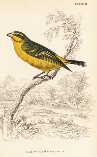 Yellow-fronted Canary, Crithagra mozambica caniceps by William Home Lizars