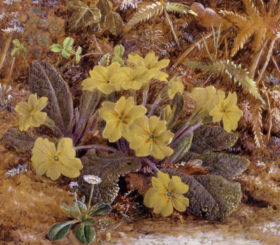 Primroses by William Hough