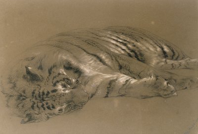 A Sleeping Tiger, 1876 by William Huggins