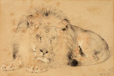 Study of a Lion by William Huggins