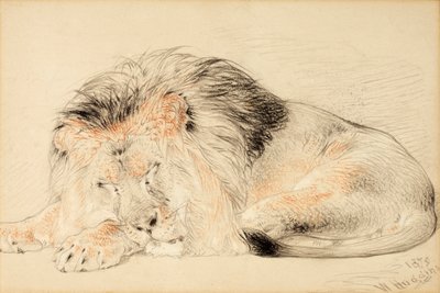 Study of a Lion by William Huggins