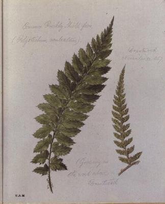 Common Prickly Shield Fern by William James Linton