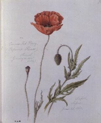 Common Red Poppy by William James Linton