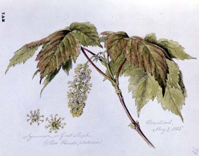 Sycamore, or Great Maple by William James Linton