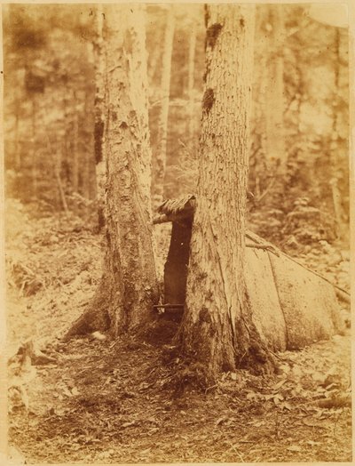 Untitled, from the portfolio The Forest: Adirondack Woods by William James Stillman