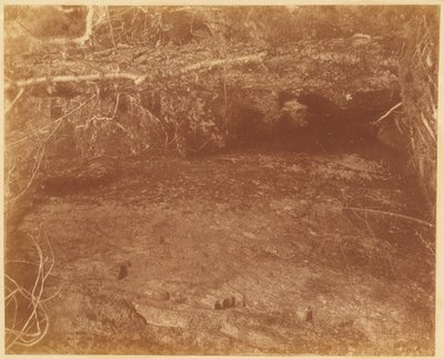 Untitled, from the portfolio The Forest: Adirondack Woods by William James Stillman