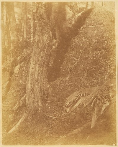 Untitled, from the portfolio The Forest: Adirondack Woods by William James Stillman