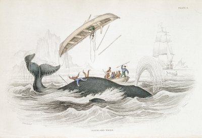 Harpooning a Greenland Whale Which Has Tossed One of the Attacking Boats. From William Jardine The Naturalist
